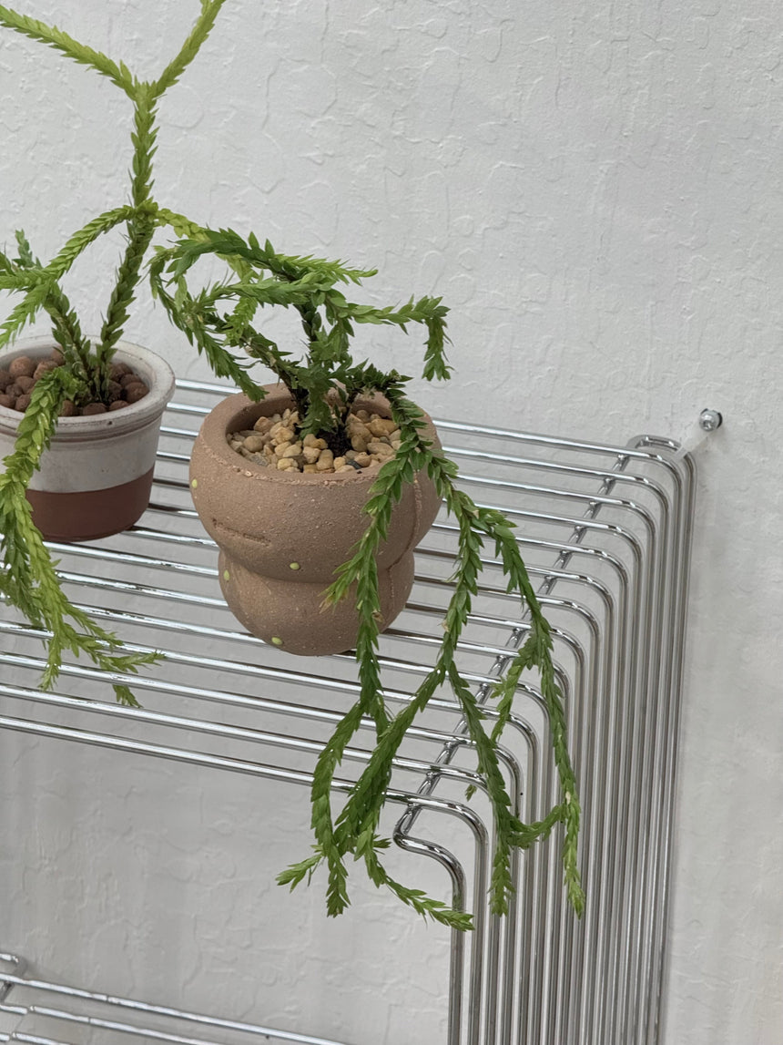 Huperzia sp. ‘Triangle Frond’ in Frosting Pot