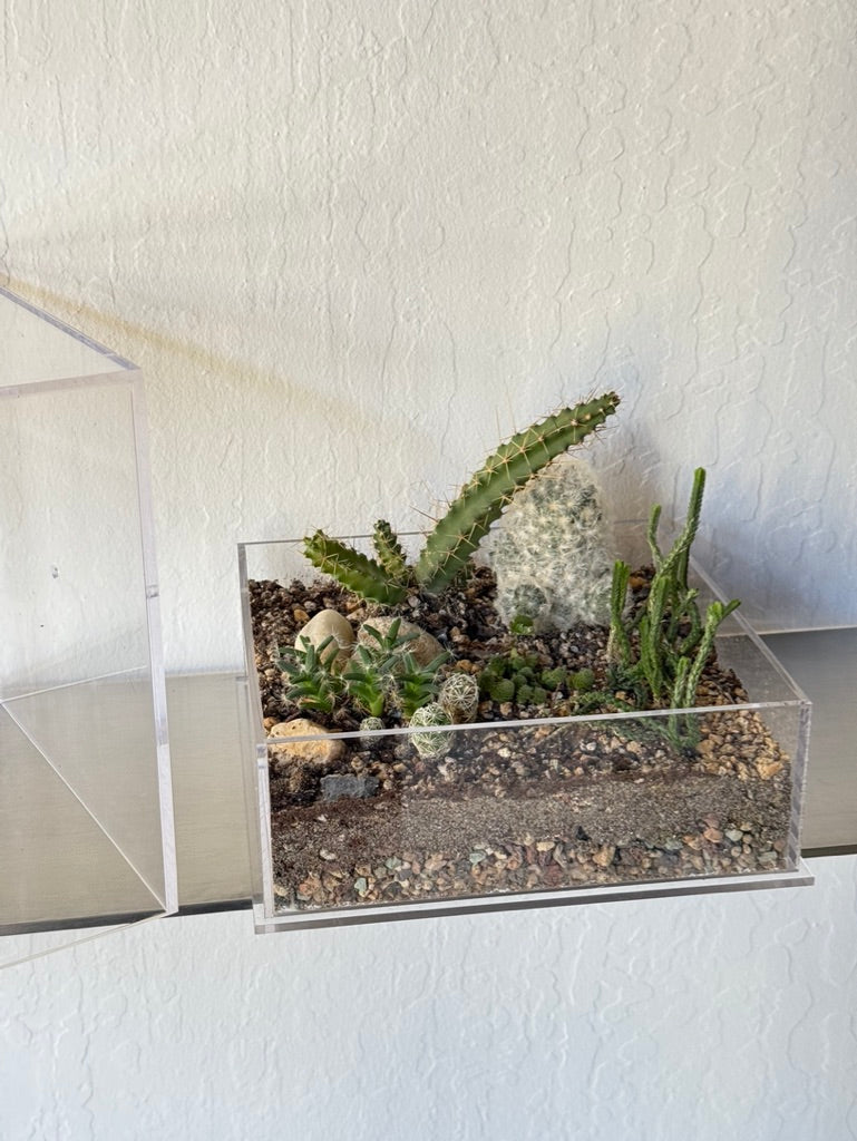Acrylic Plant Box (no plants) - 4 ventilation holes on the sides