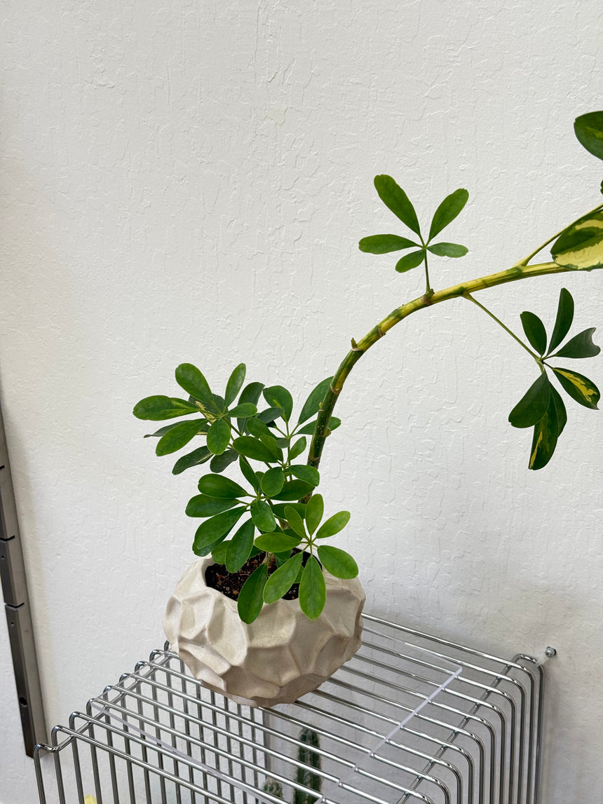 Schefflera Arboricola Variegata in vanilla pot