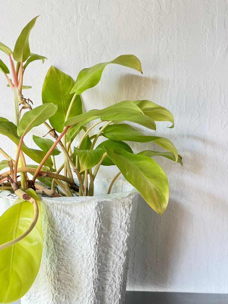 lemon lime vining philodendron Philodendron Lemon Lime – Slow Sunday Select Shop