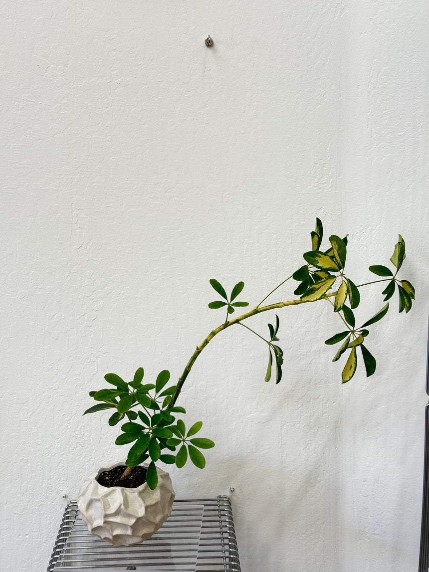 Schefflera Arboricola Variegata in vanilla pot