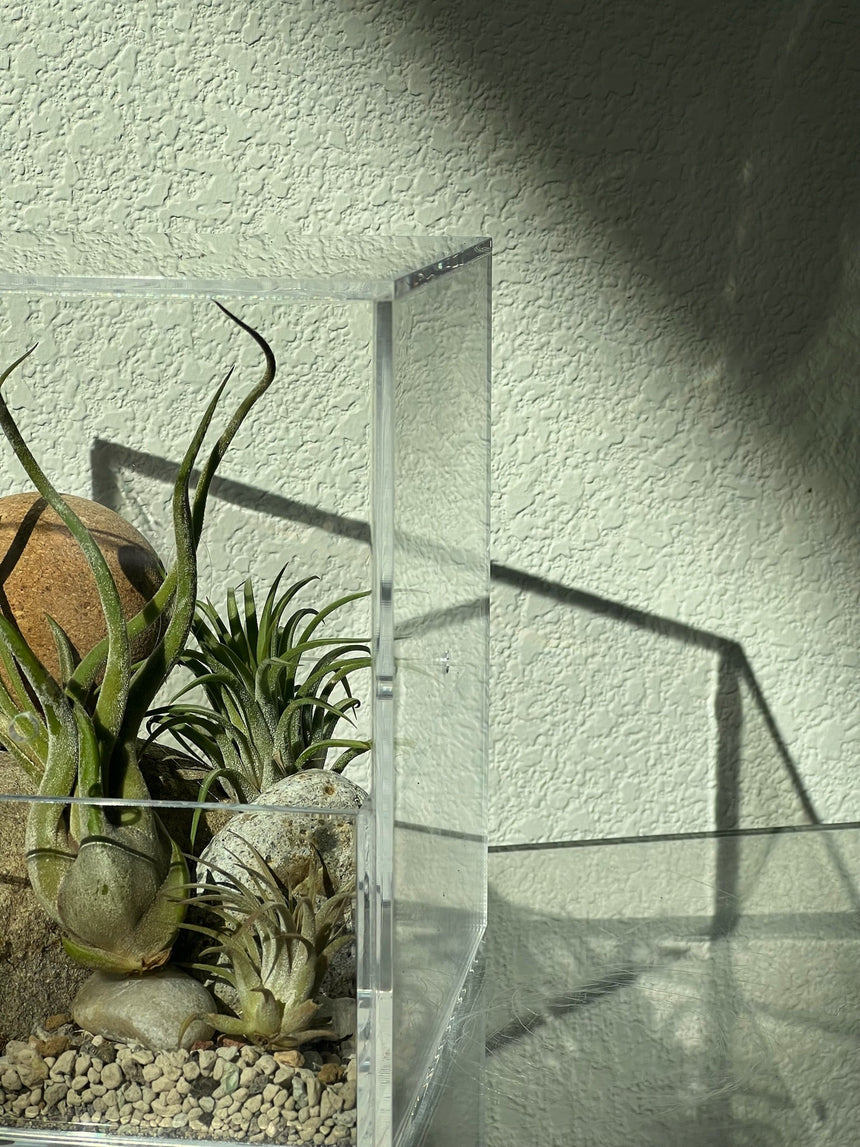 Acrylic Plant Box (no plants) - 4 ventilation holes on the sides