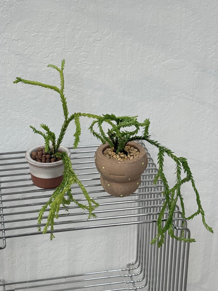 Huperzia sp. ‘Triangle Frond’ in Frosting Pot