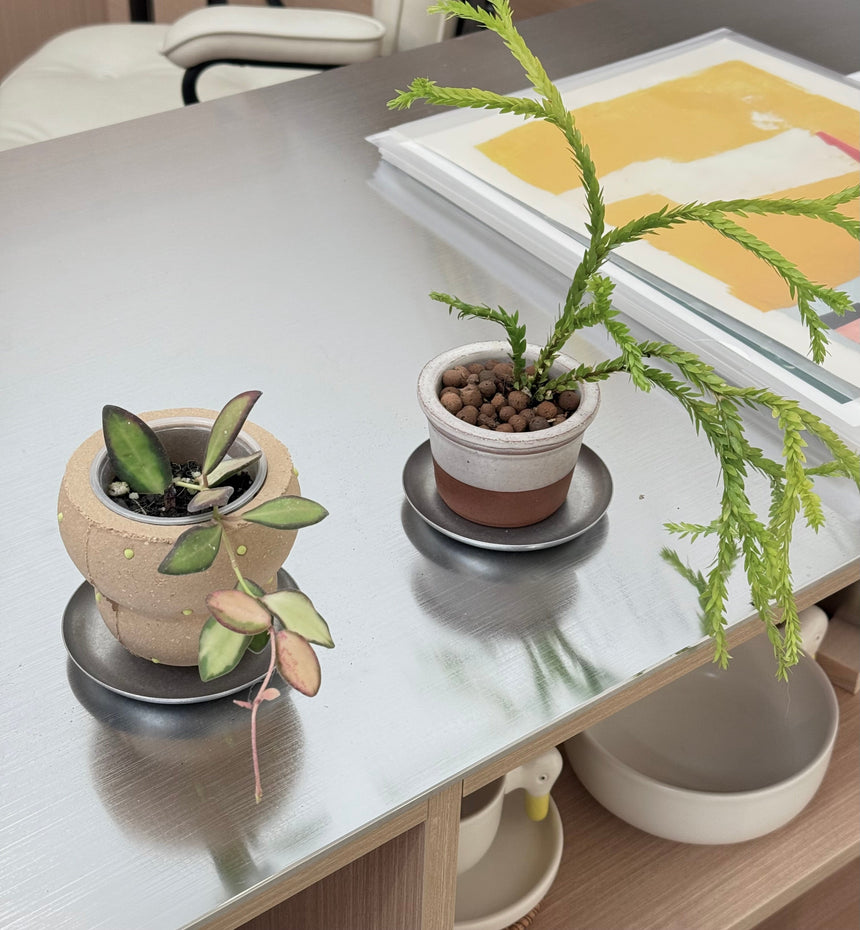 Huperzia sp. ‘Triangle Frond’ in Frosting Pot