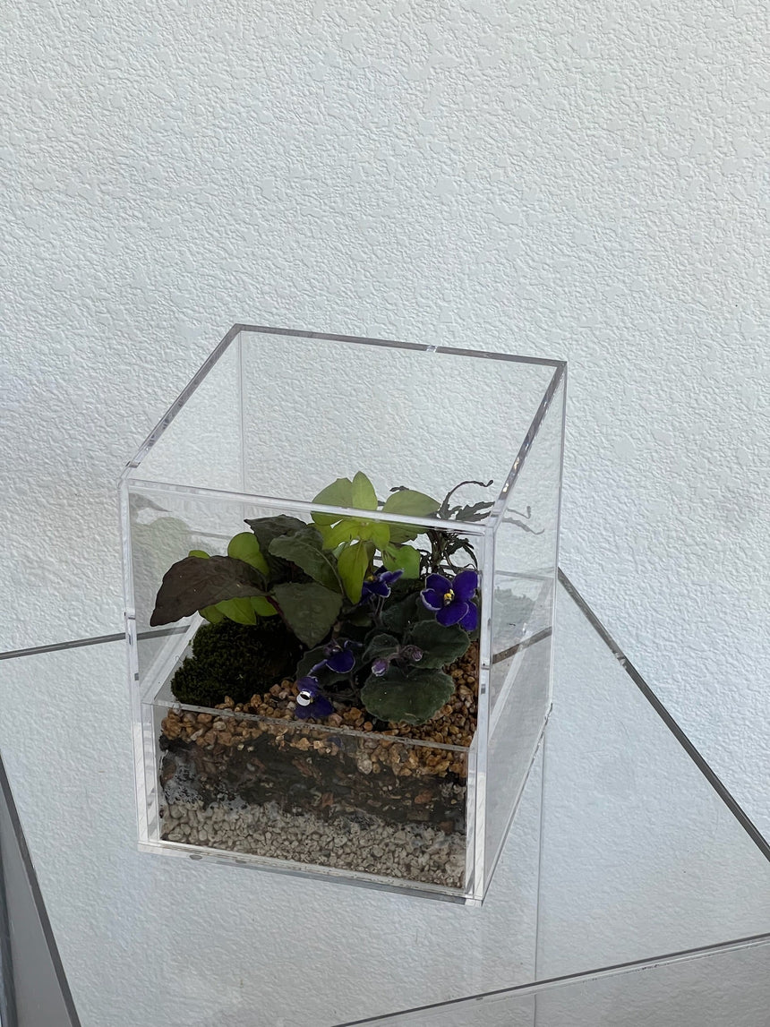 Enclosure Tropical Terrarium - Acrylic box & low maintain
