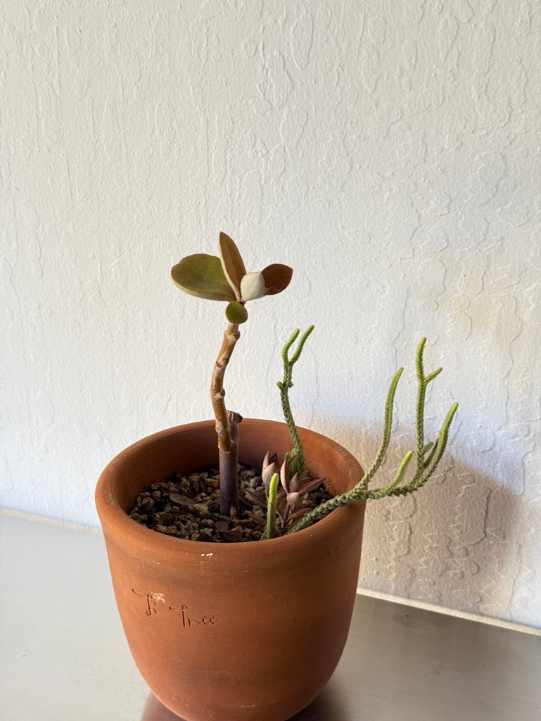Copper Spoons & Senecio Succulent Mix – Slow Sunday Select Shop