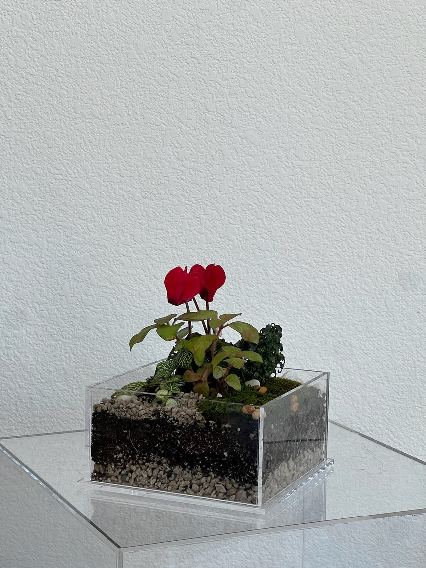 Enclosure Tropical Terrarium - Acrylic box & low maintain