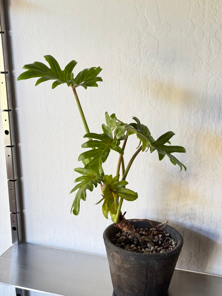 philodendron selloum kaufen Philodendron Selloum in Rustic Planter