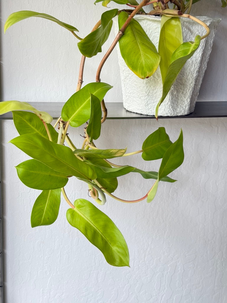 Philodendron Lemon Lime  Slow Sunday Select Shop