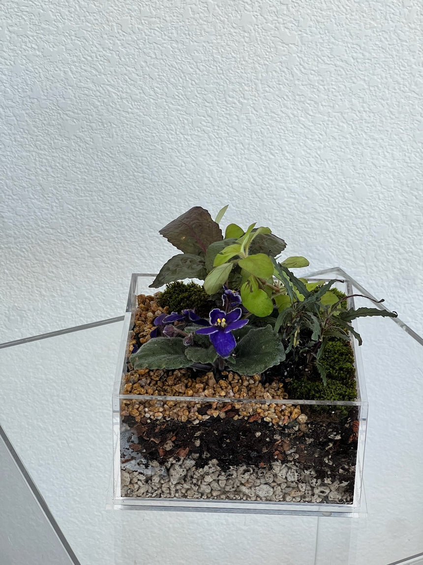 Enclosure Tropical Terrarium - Acrylic box & low maintain