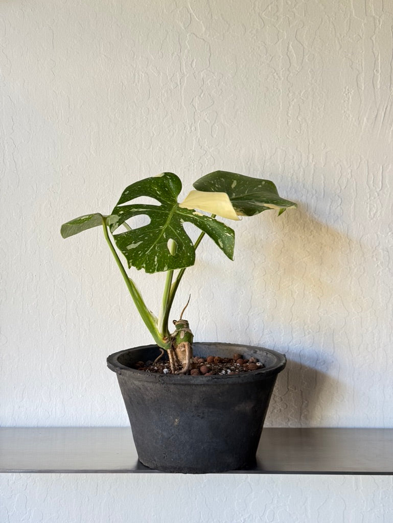 Monstera Thai Constellation