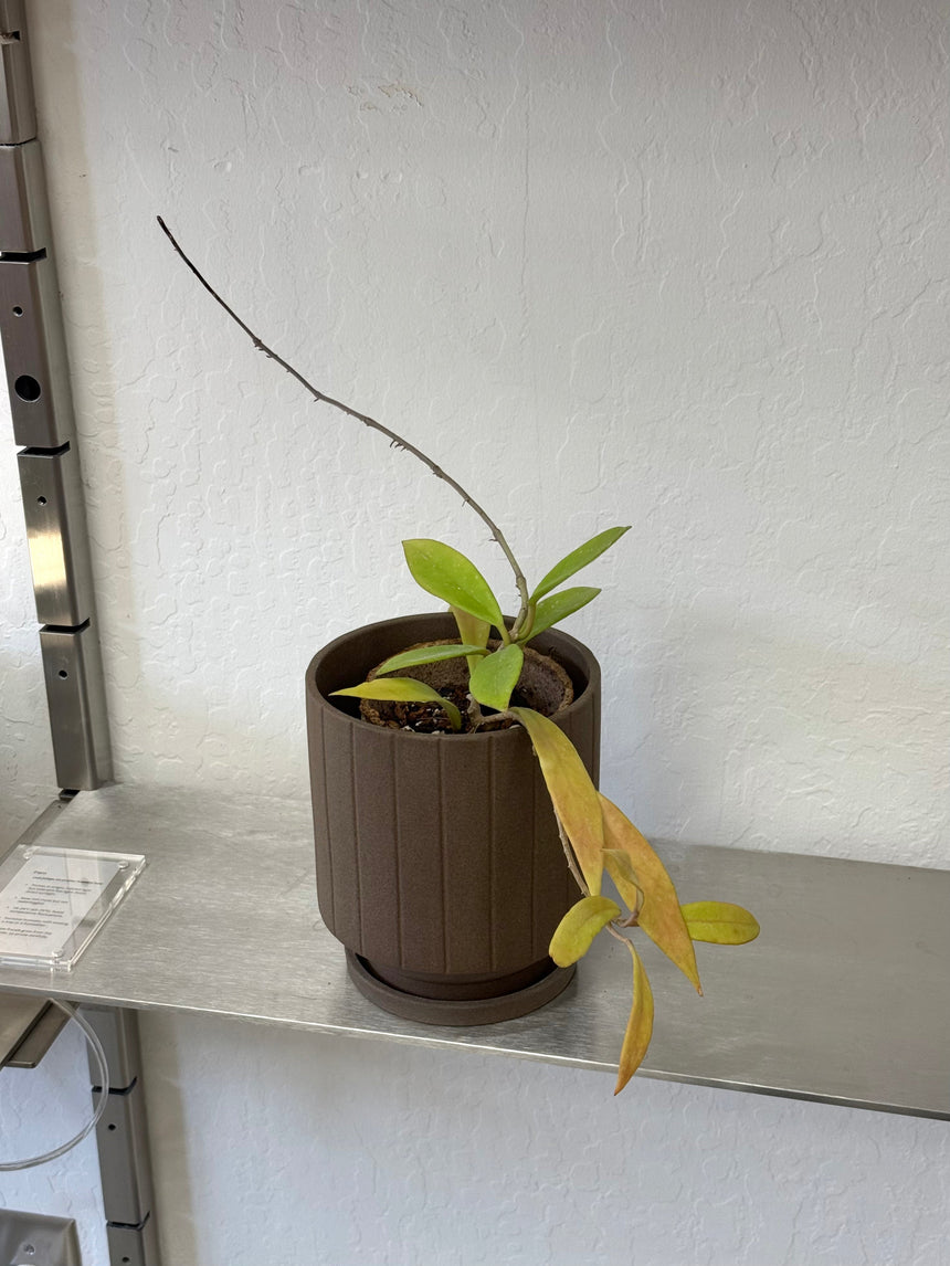 Pilla Pot