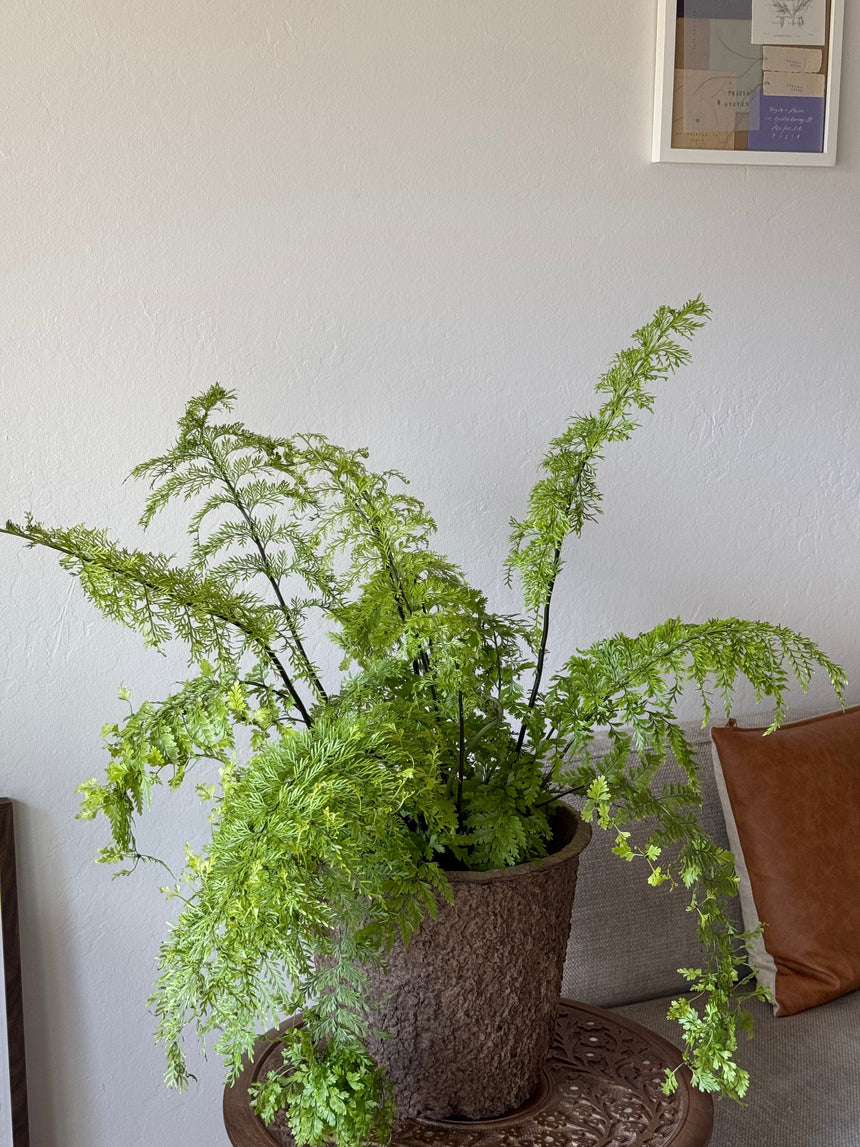 Asplenium Bulbiferum ‘ Mother Fern’
