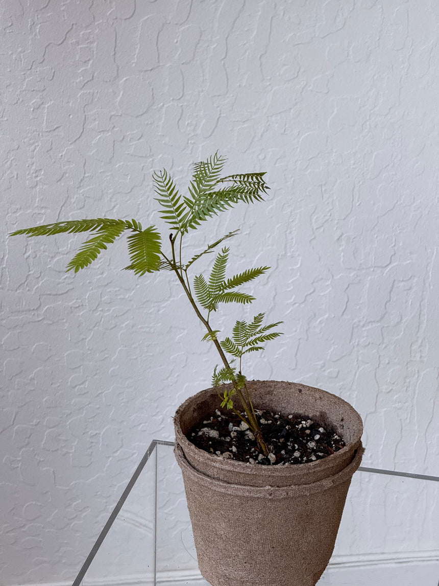 Cojoba Arborea