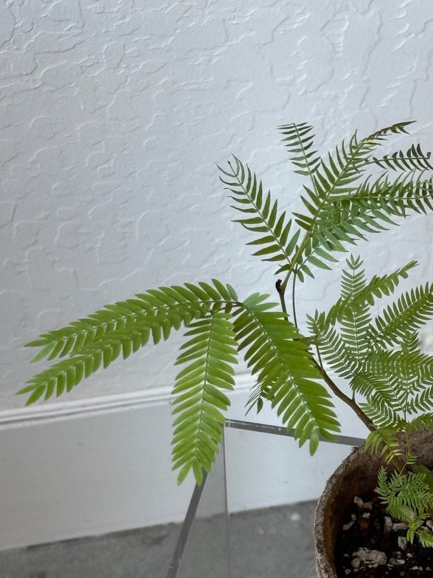 Cojoba Arborea