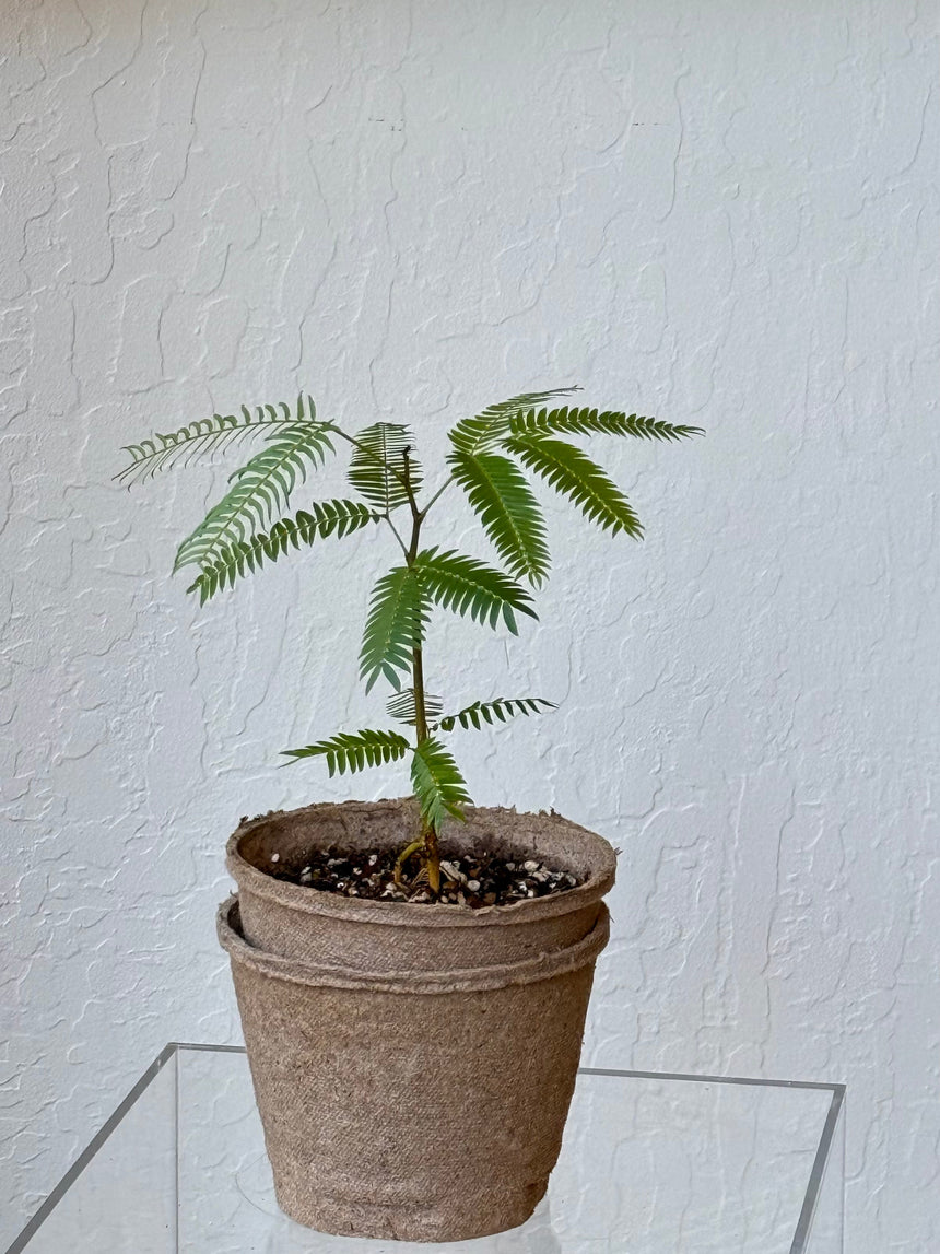 Cojoba Arborea