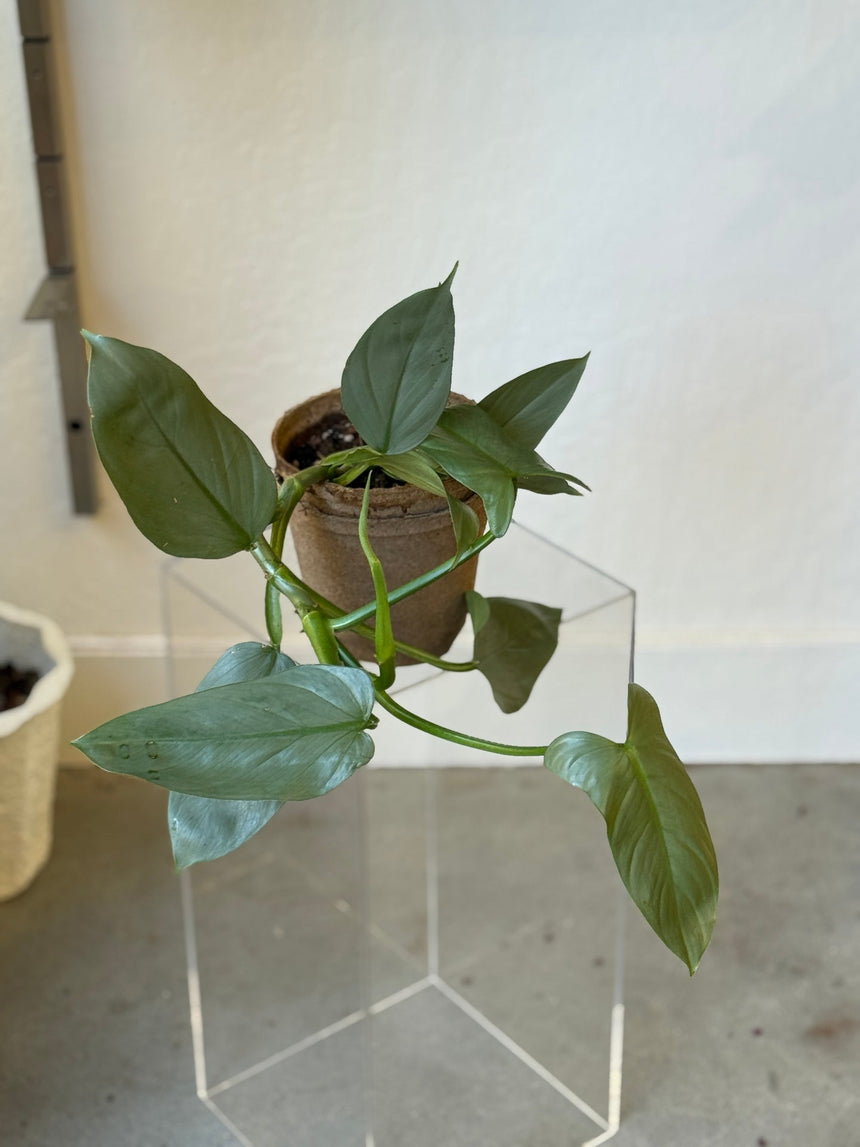 Philodendron Silver Sword