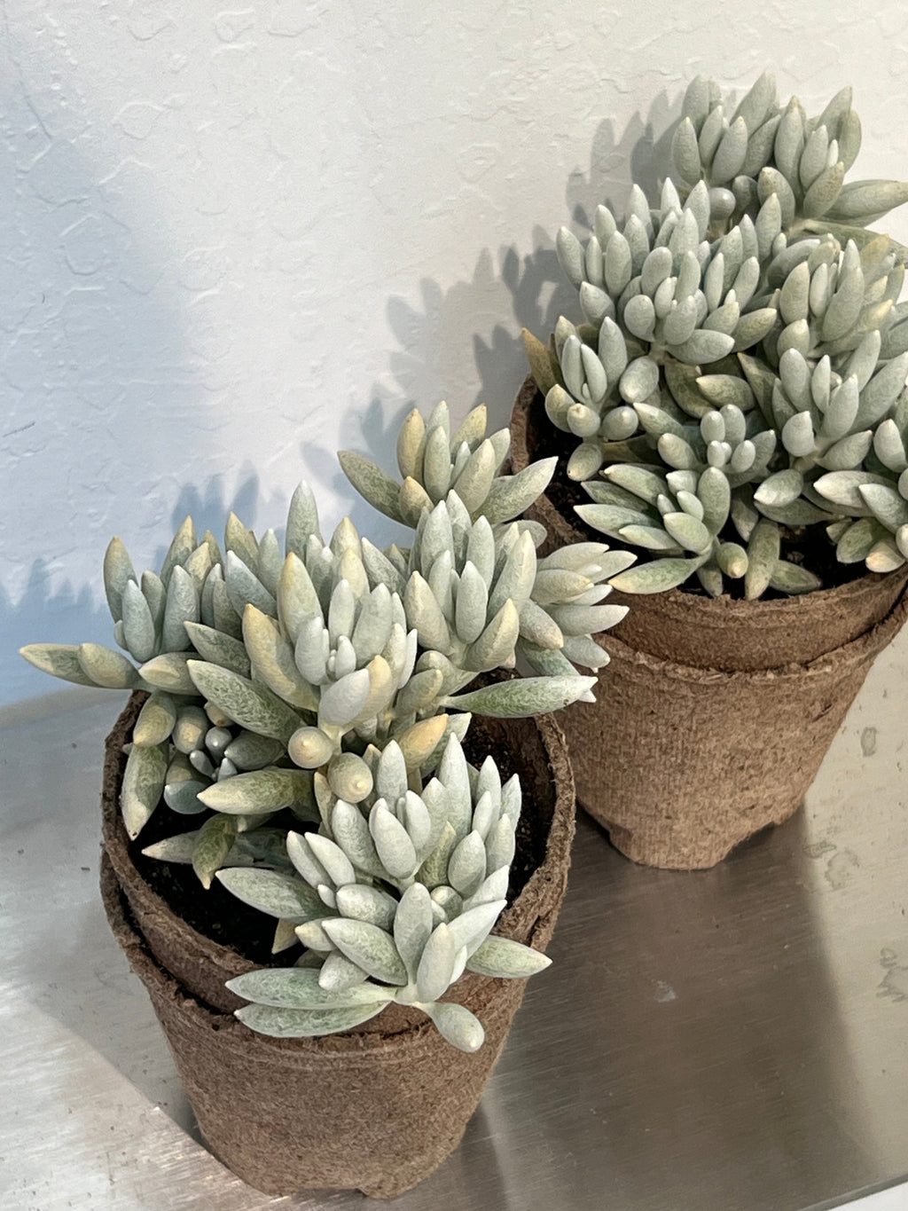woolly senecio succulent Woolly Senecio 'Cocoon Plant' – Slow Sunday Select Shop