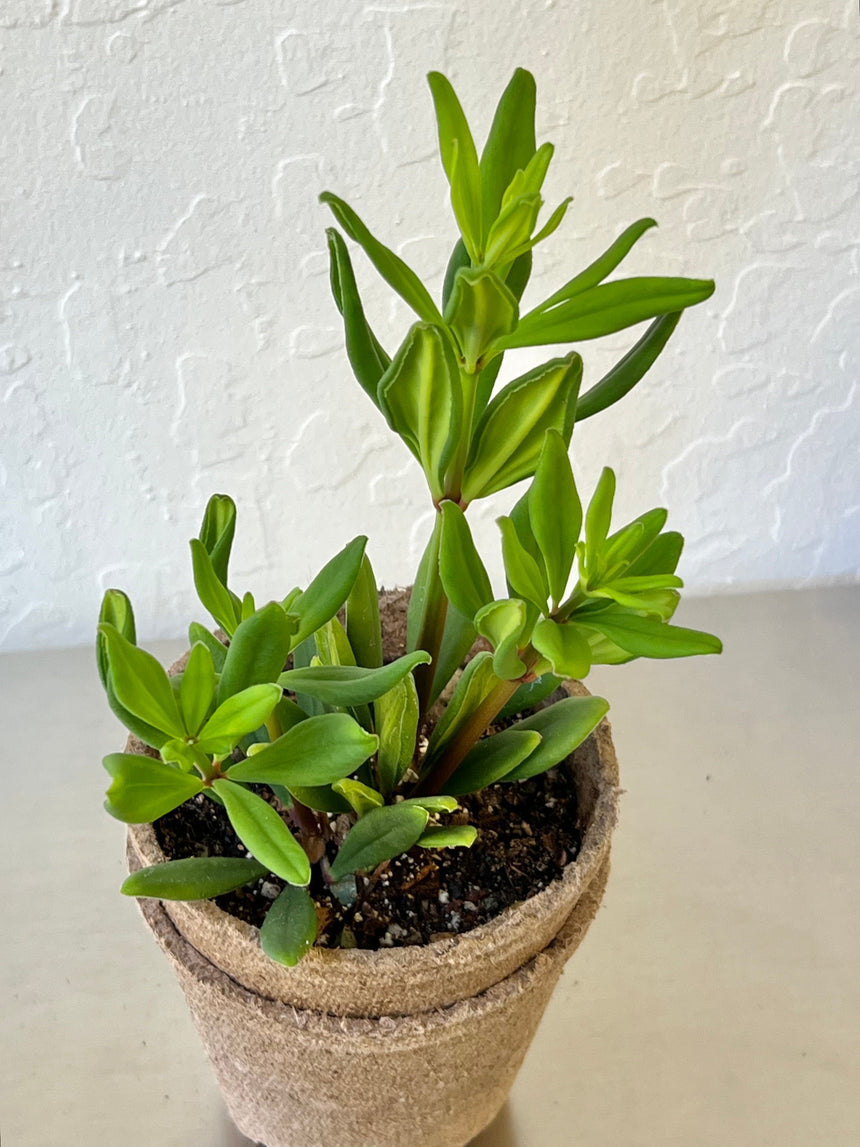 Peperomia Mojo