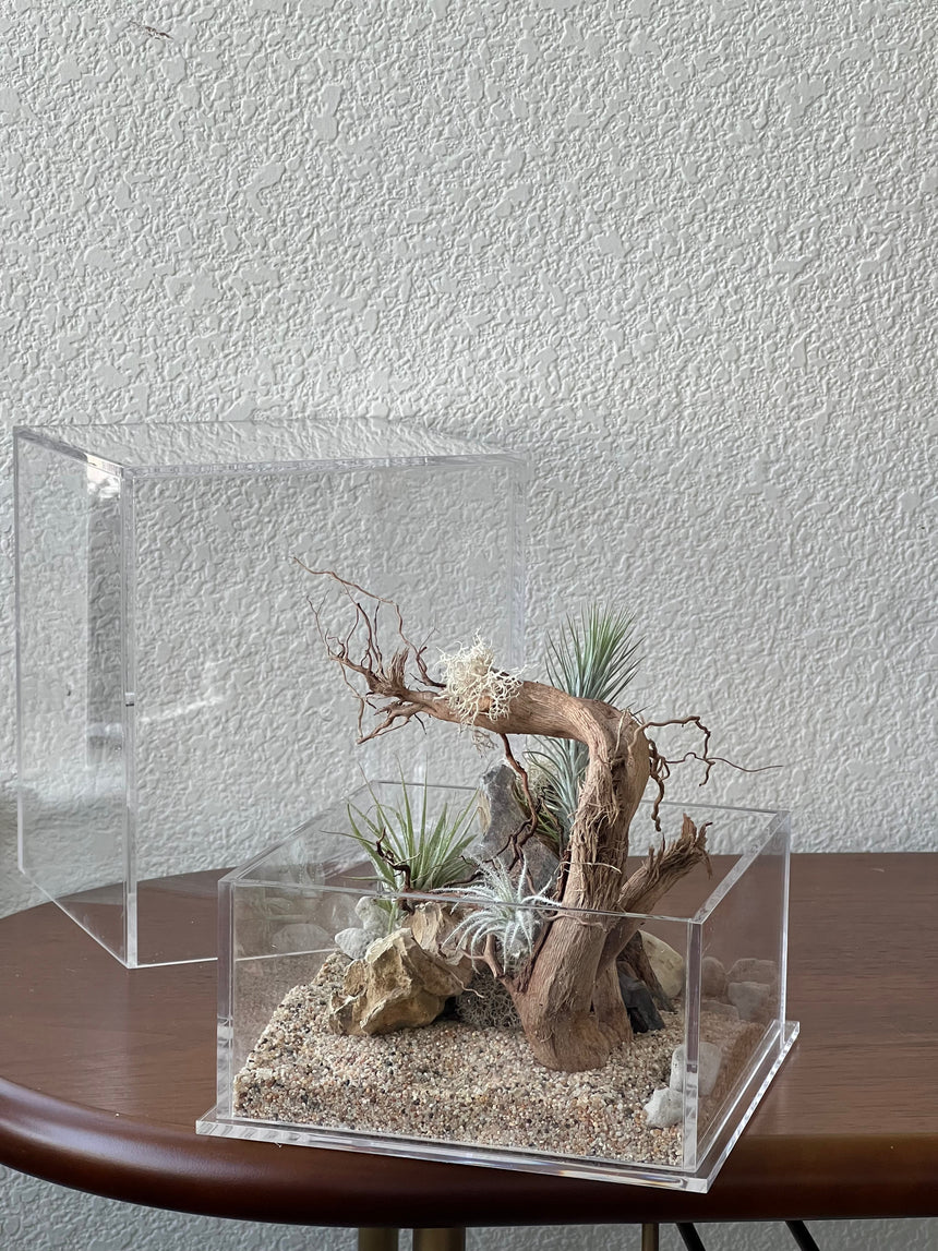 Acrylic Plant Box (no plants) - 4 ventilation holes on the sides