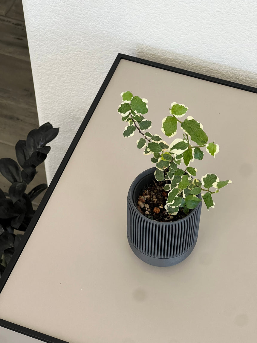 Ficus Pumila variegata in VerdiPot Lina