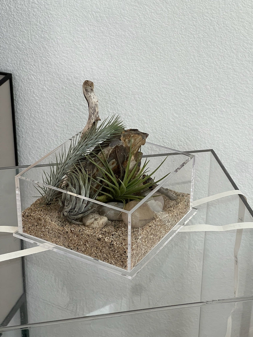Acrylic Plant Box (no plants) - 4 ventilation holes on the sides