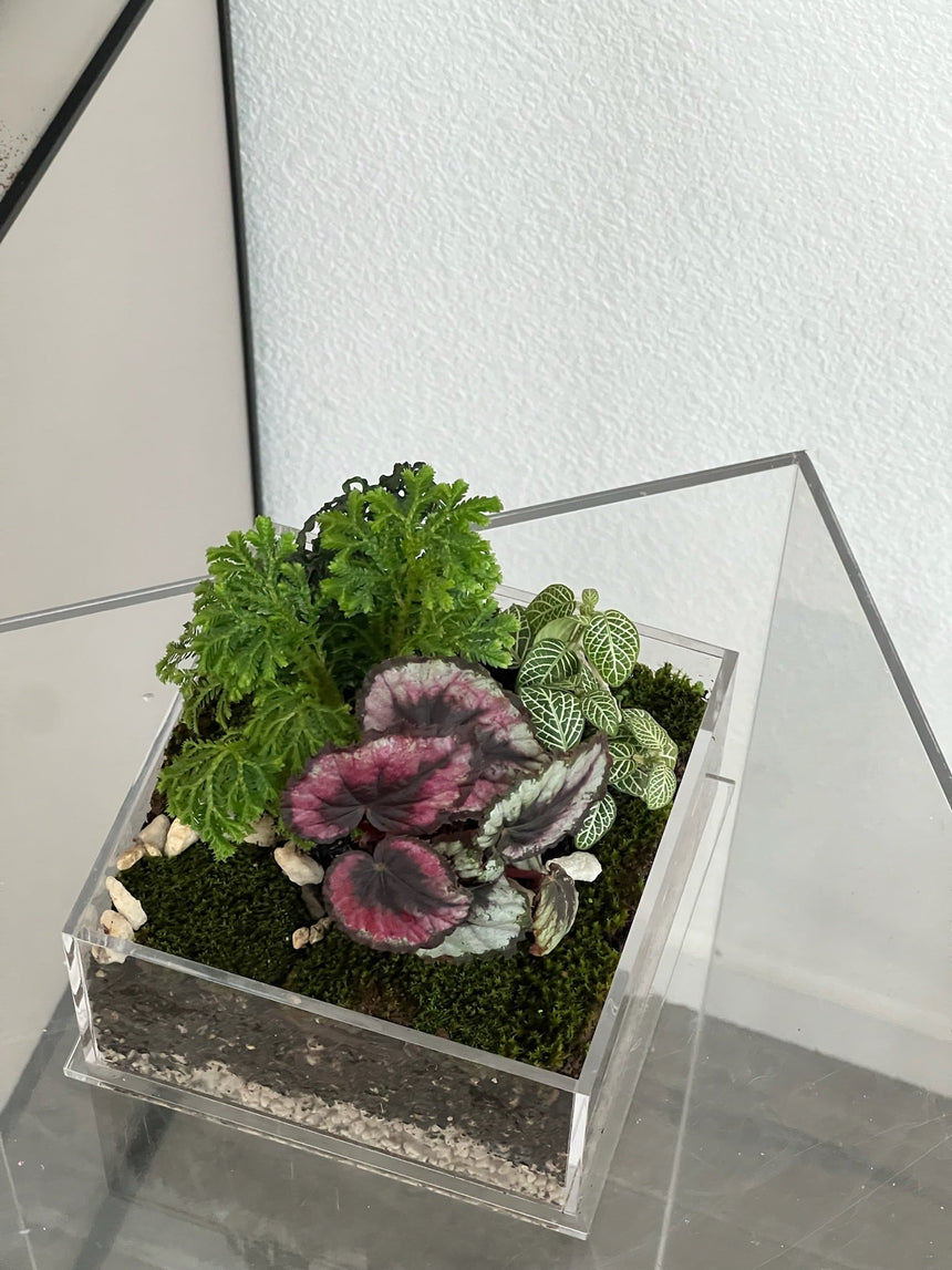 Enclosure Tropical Terrarium - Acrylic box & low maintain