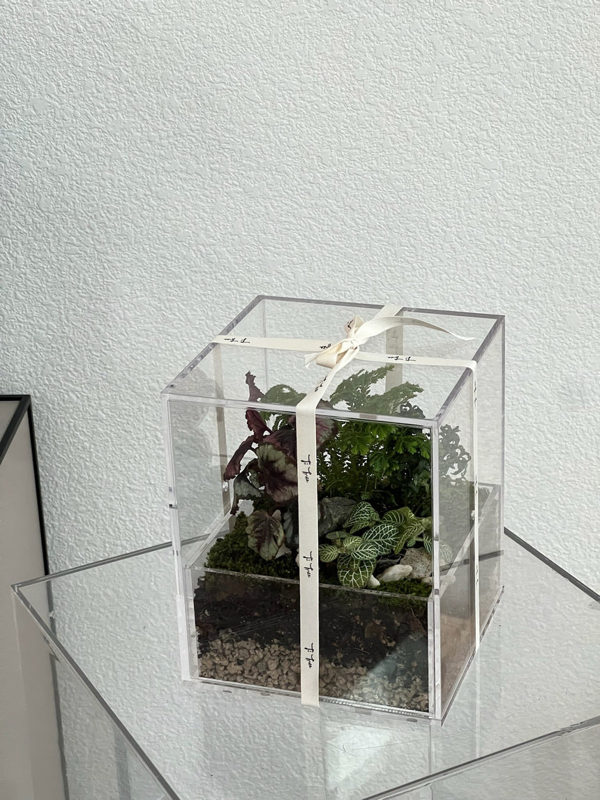 Enclosure Tropical Terrarium - Acrylic box & low maintain