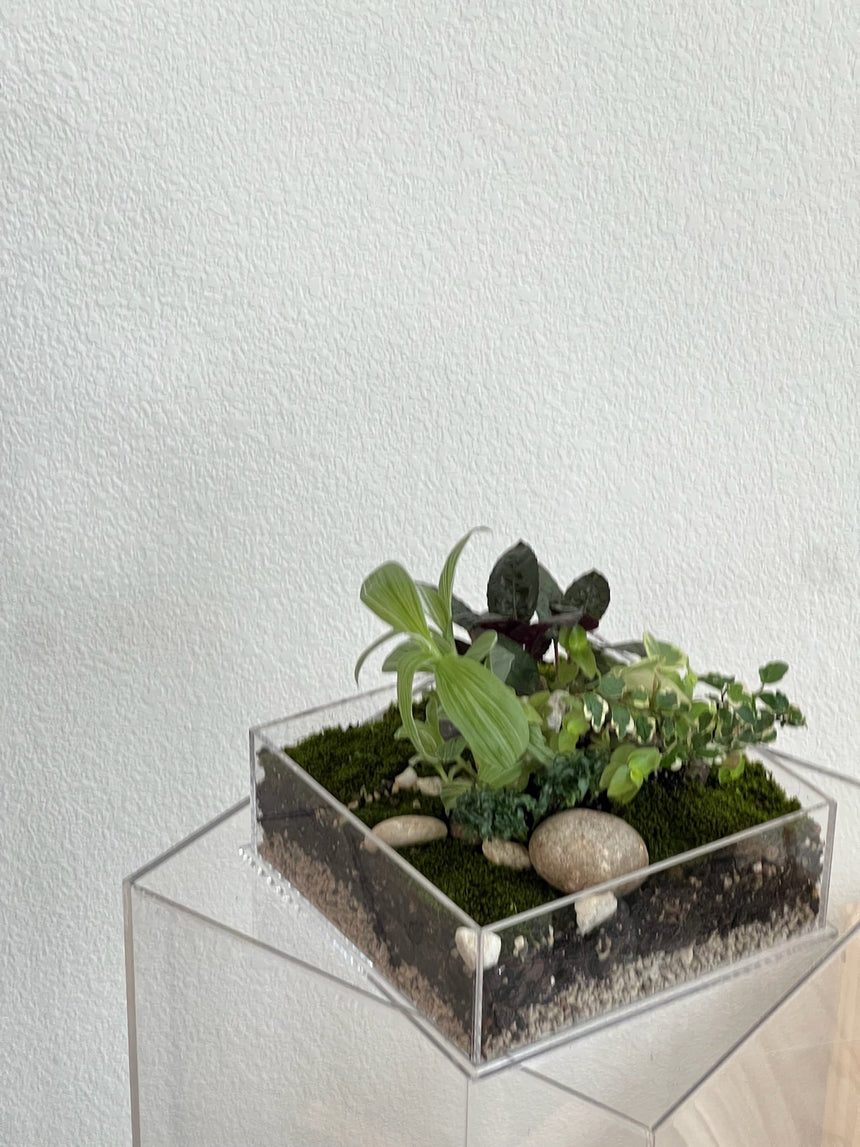 Enclosure Tropical Terrarium - Acrylic box & low maintain