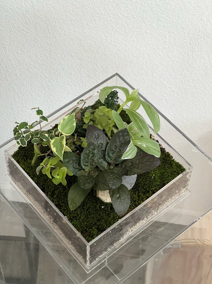Enclosure Tropical Terrarium - Acrylic box & low maintain