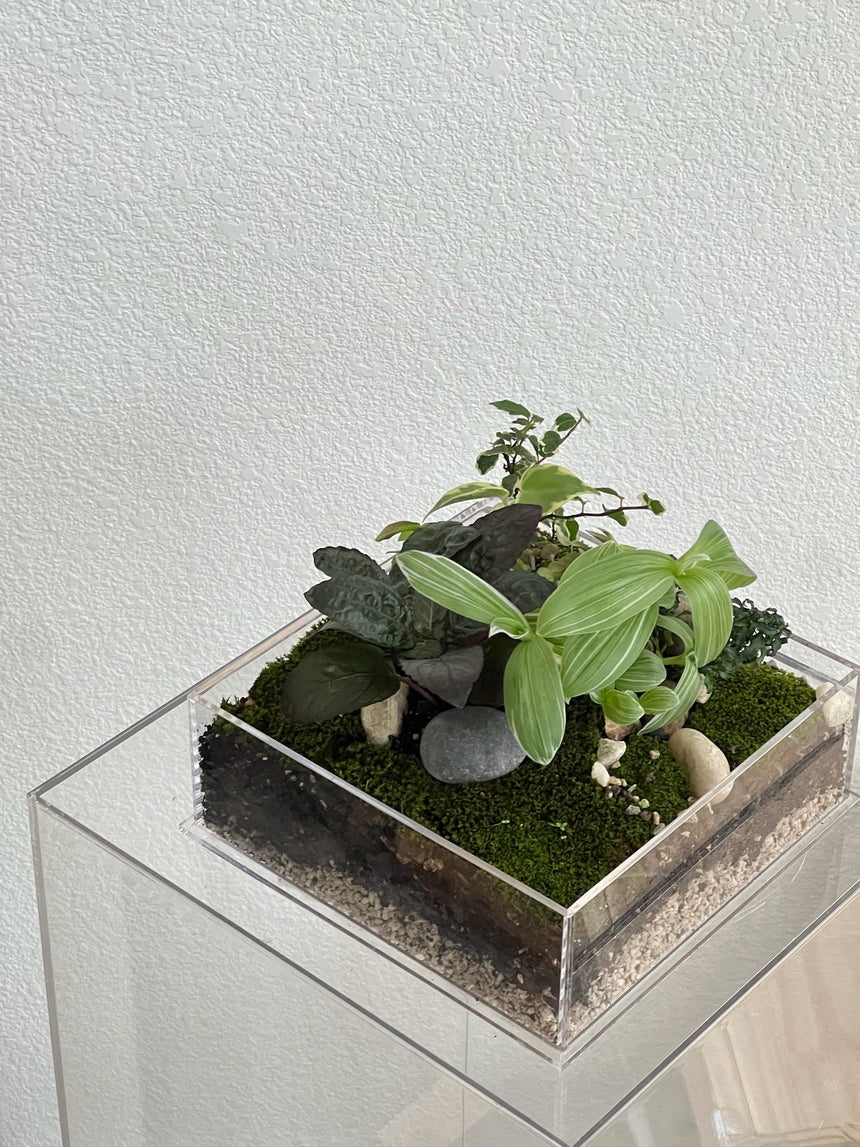 Enclosure Tropical Terrarium - Acrylic box & low maintain