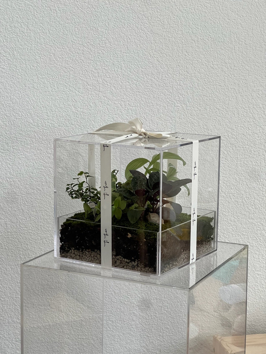 Enclosure Tropical Terrarium - Acrylic box & low maintain