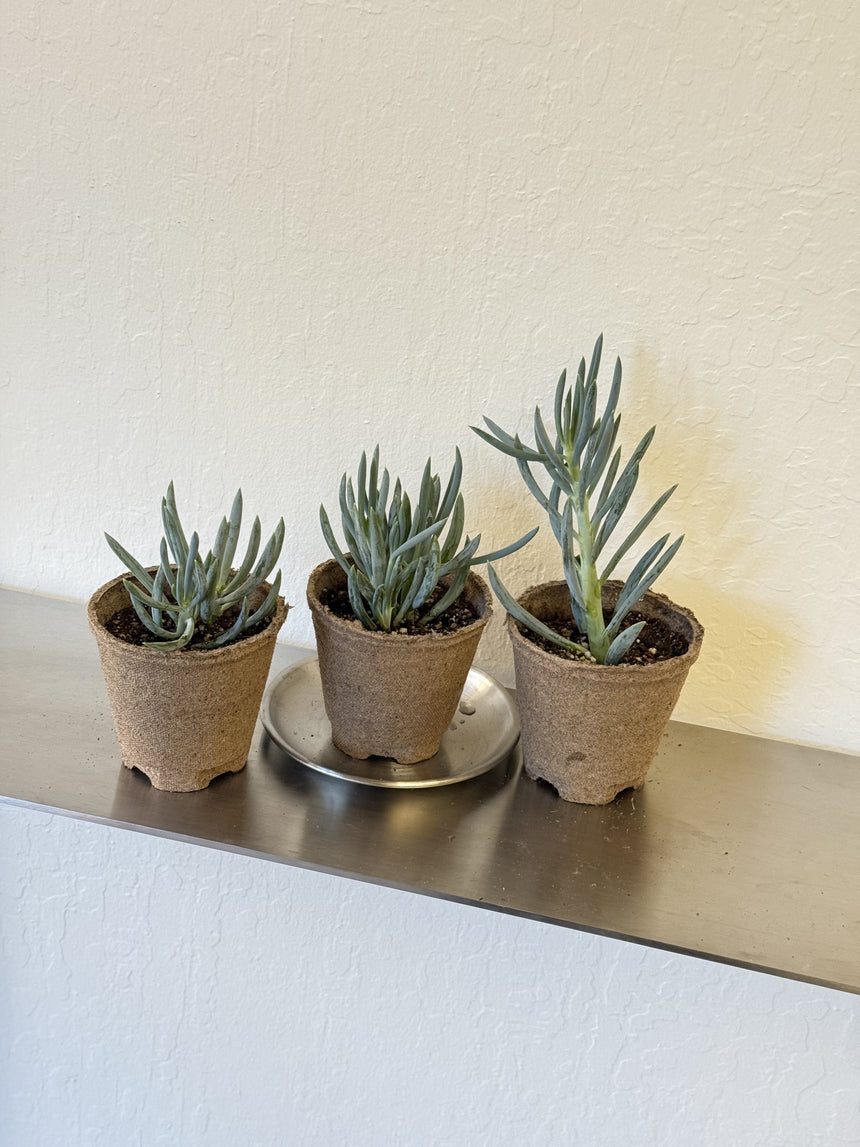 Senecio serpens 'Blue Chalk Sticks'