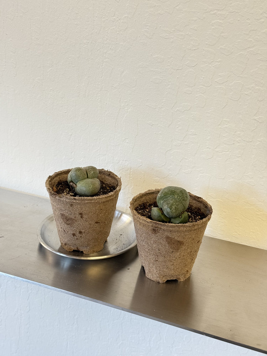 Pleiospilos Nelii