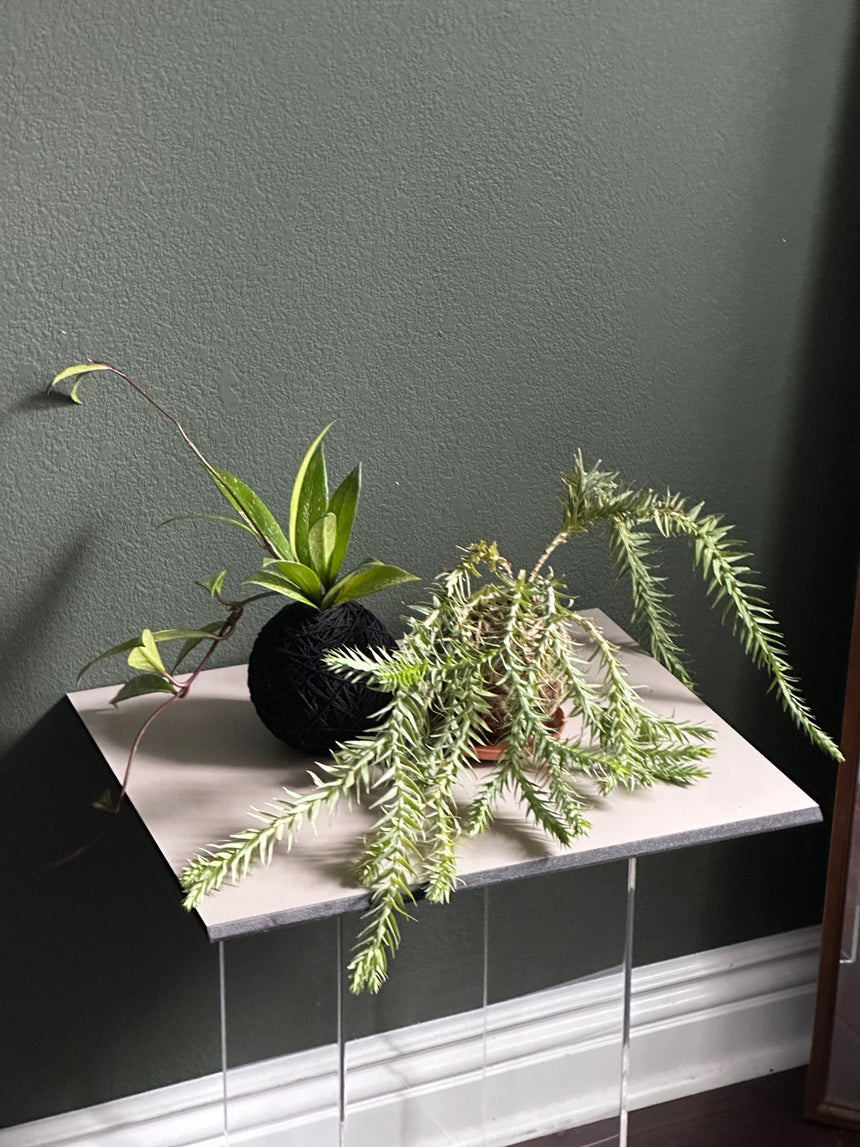 Hoya kokedama inspired