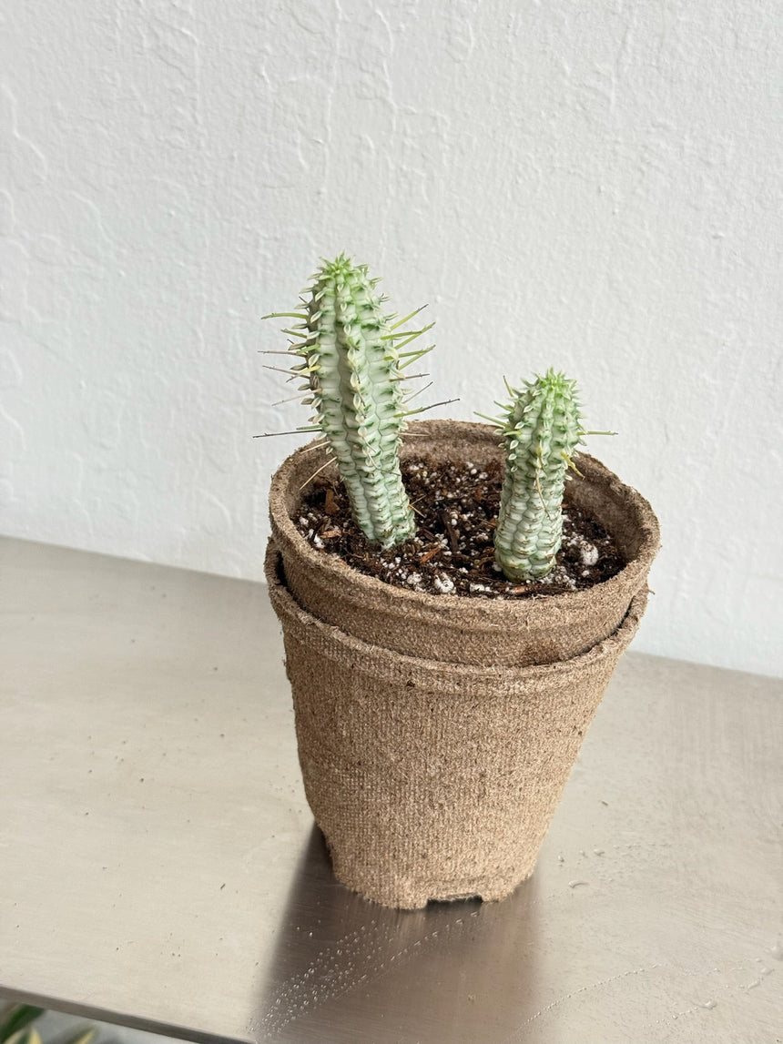 Euphorbia Mammillaris Variegated- rare found