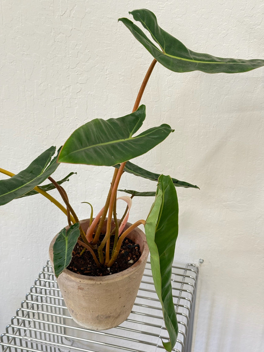 Philodendron Billietiae