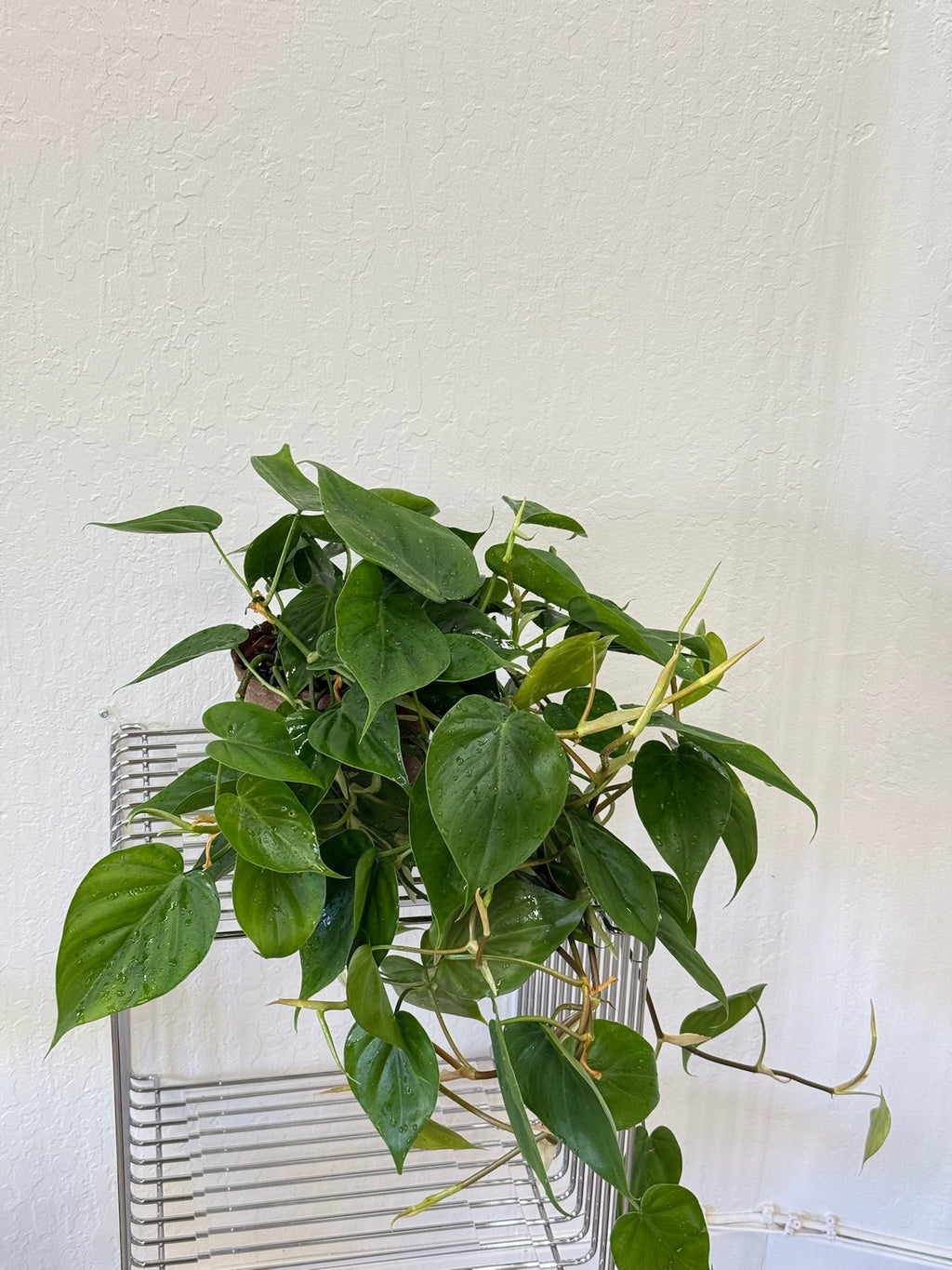 white bird of paradise indoor plant care White Bird of Paradise in Deco Planter