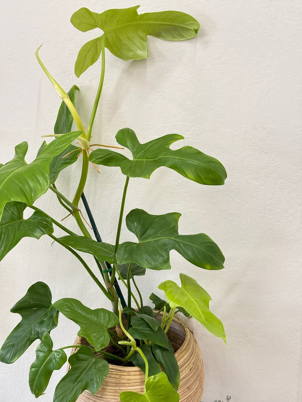 fiddle leaf philodendron en francais Philodendron Panduriforme – Slow Sunday Select Shop