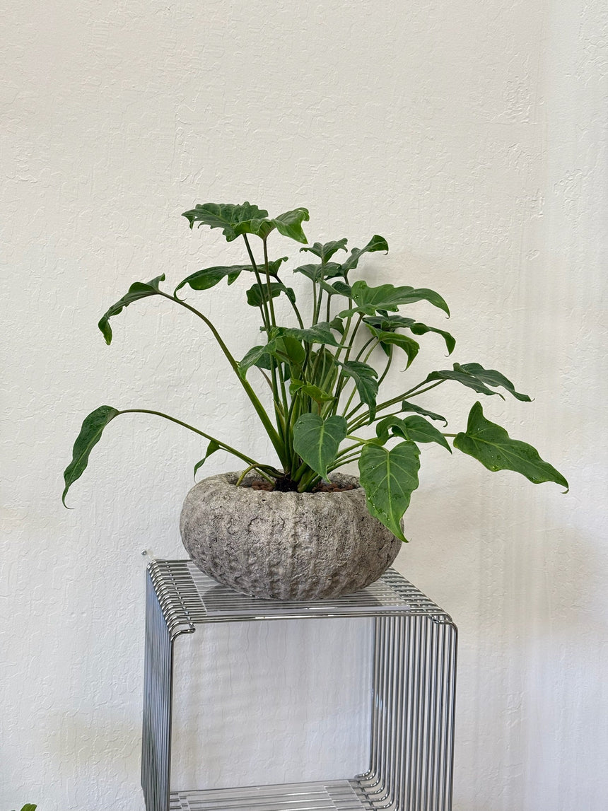 philodendron Xanadu in Stone Planter
