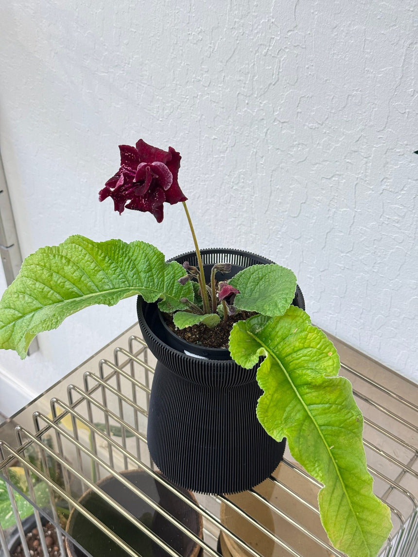Streptocarpus ’DS-Shake’ in Verdi HANAIRE