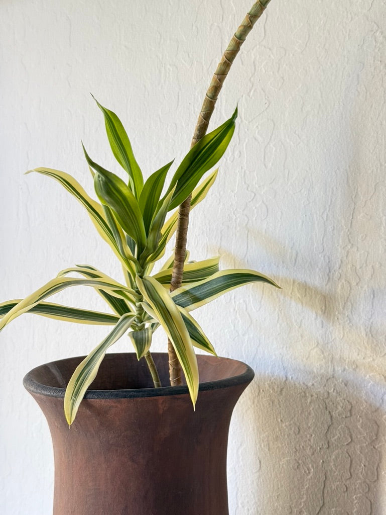 Song of India Dracaena