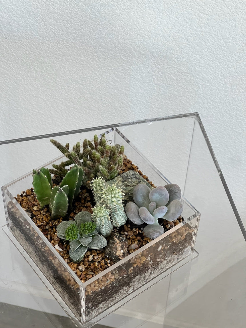 Desert Enclosure Cactus Terrarium - Acrylic box & low maintain