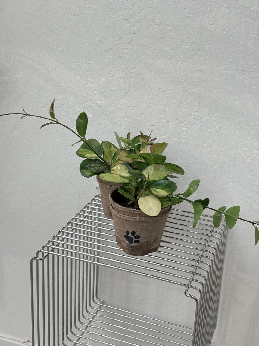 Hoya Australis Lisa
