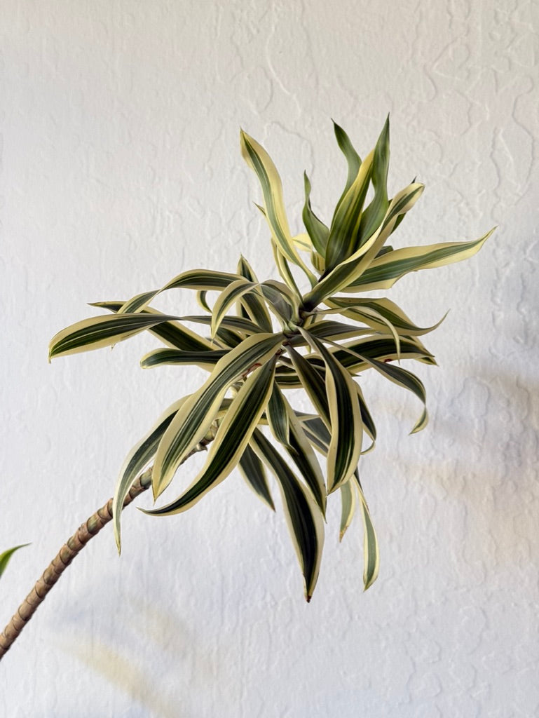 Song of India Dracaena