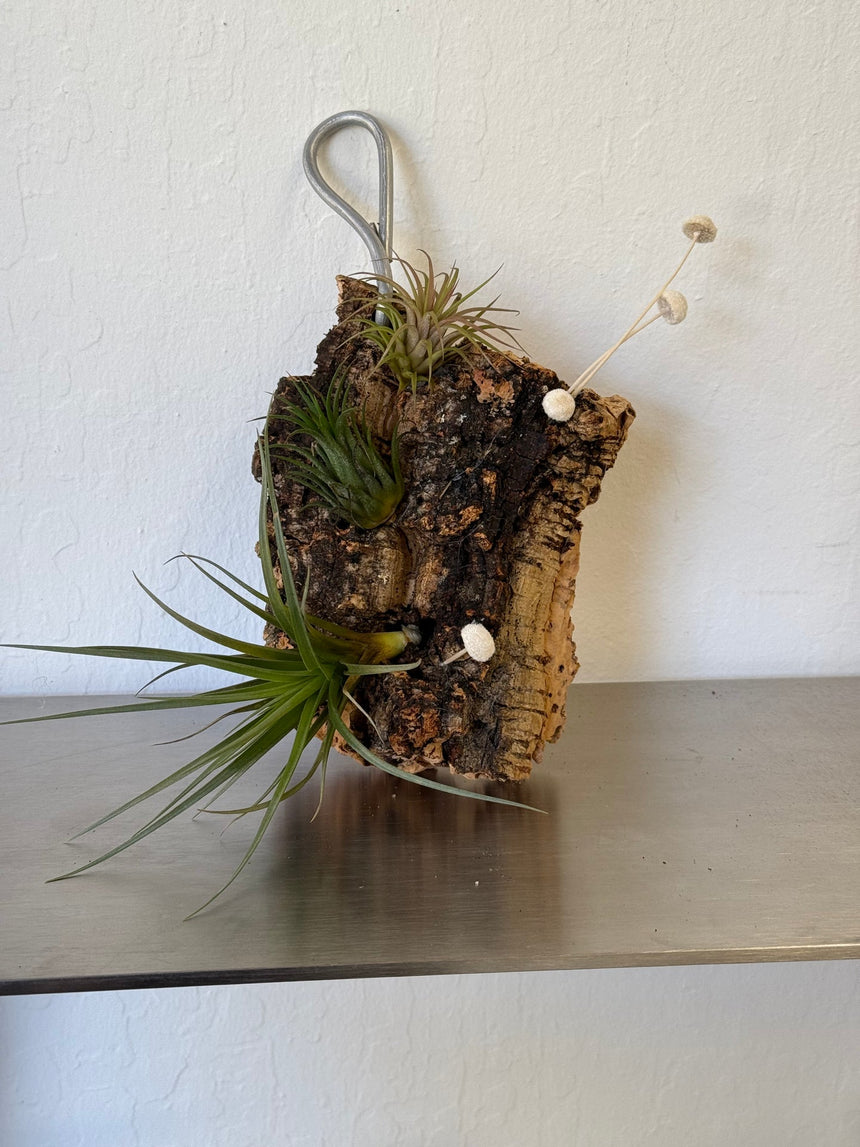 Air plants board - low maintain