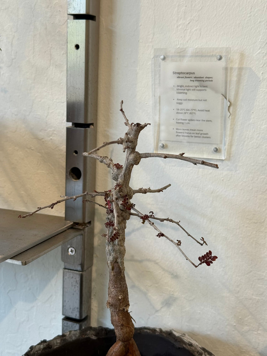 Operculicarya Decaryi