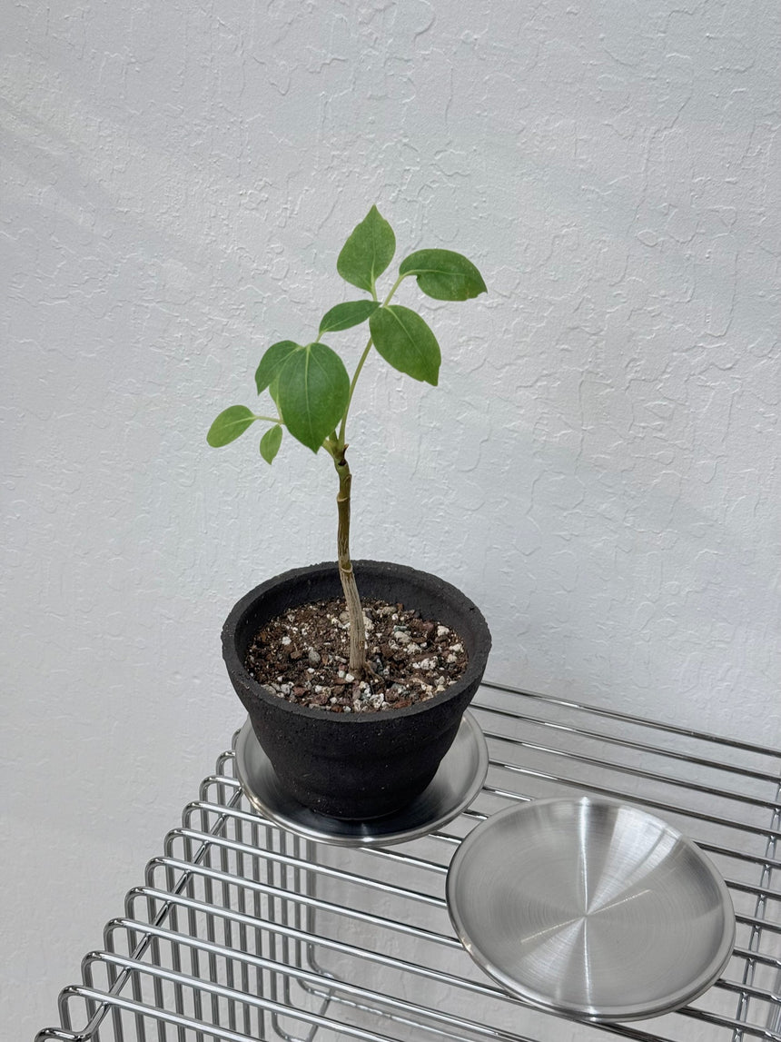 Stainless Steel Saucer