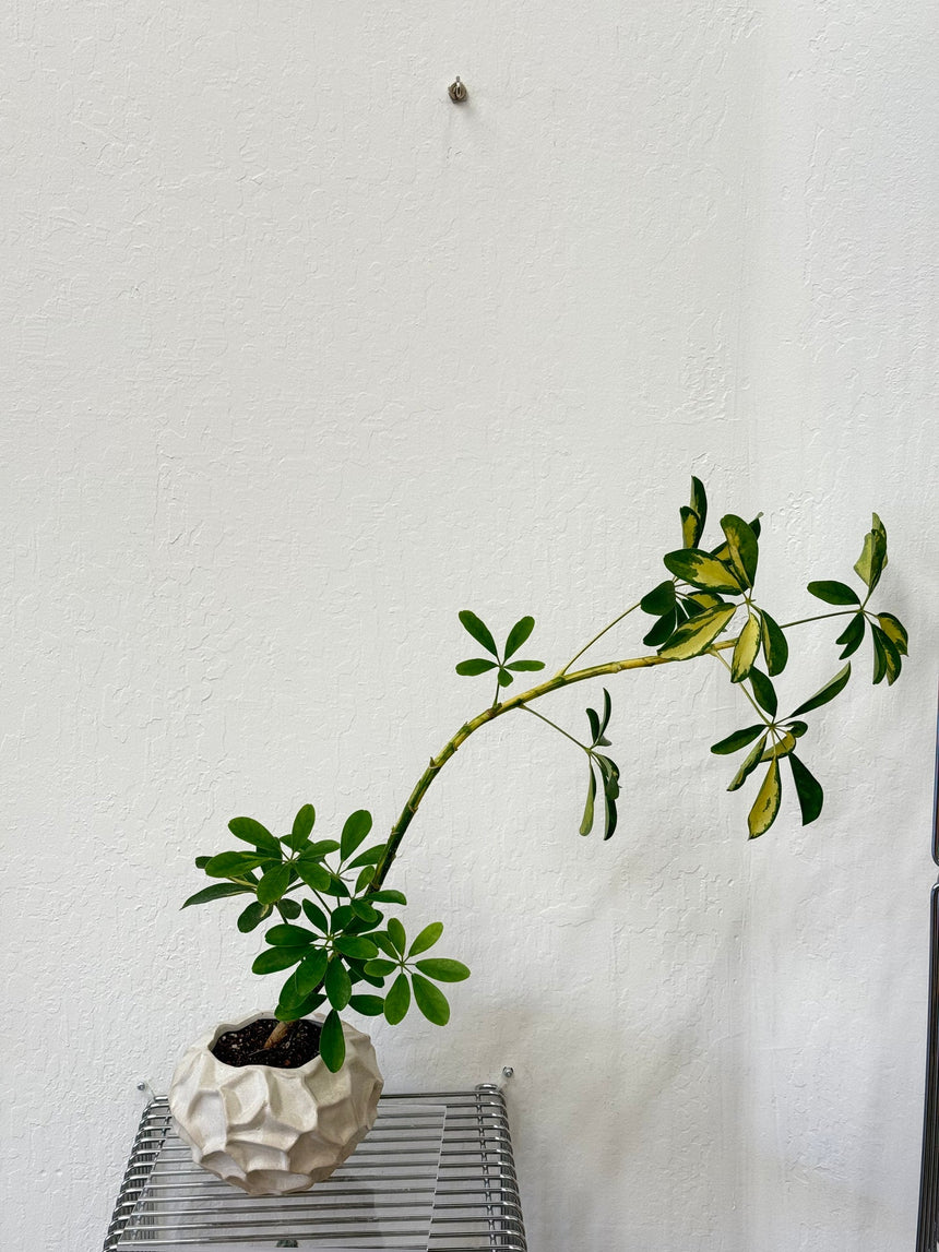 Schefflera Arboricola Variegata in vanilla pot