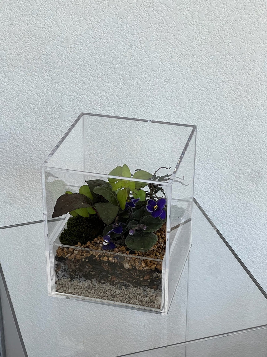 Enclosure Tropical Terrarium - Acrylic box & low maintain